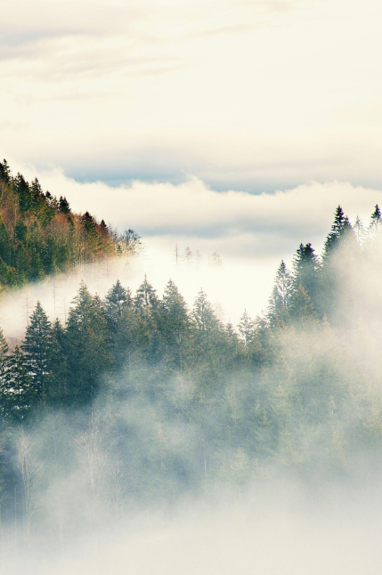 Misty mountain forest landscape